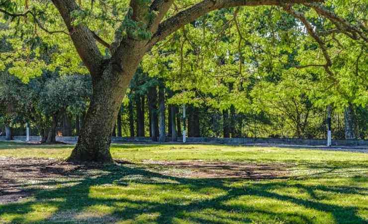 Parco albero