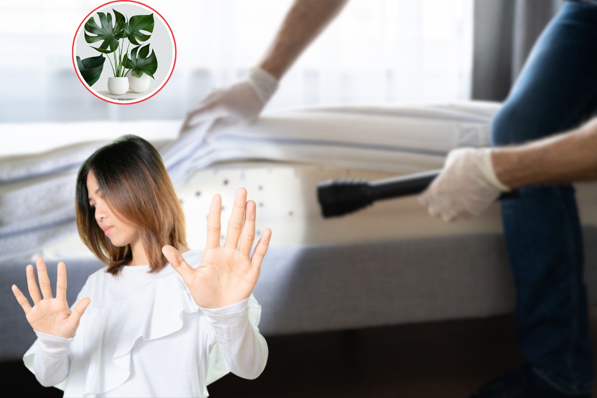 Nessuno lo sa, ma queste 3 piante attirano le cimici da letto nella tua camera: fai molta attenzione