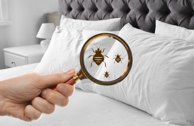 mano che tiene una lenta di ingrandimento e cimici da letto
