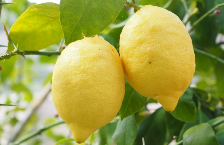 limoni su albero