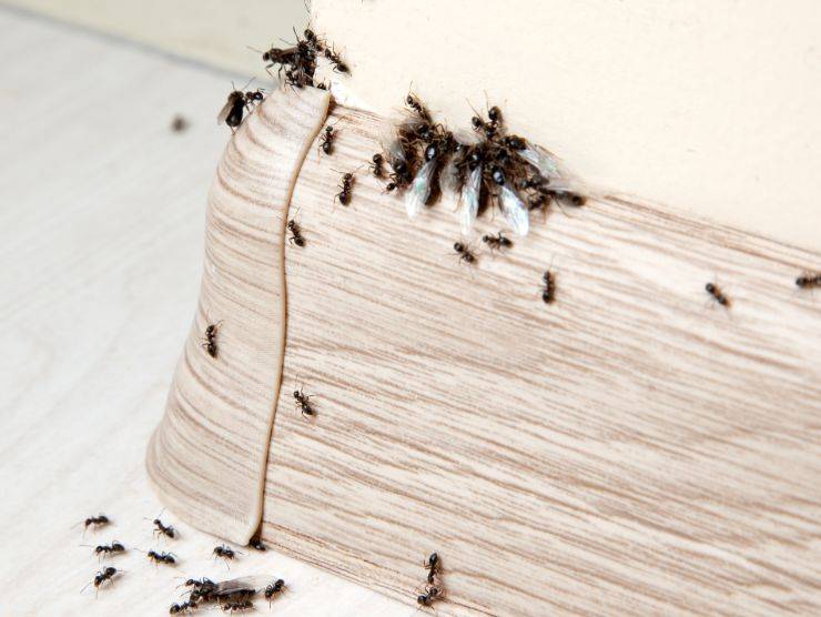 formiche su muro di casa