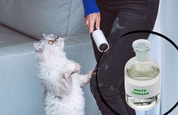 una persona che si toglie i peli del suo gatto e una bottiglia di aceto bianco