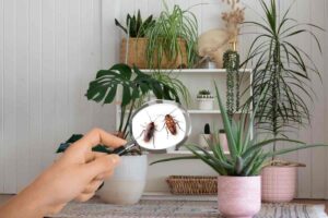 Piante in casa, lente di ingrandimento su due scarafaggi