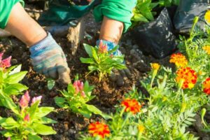 Mani di persona che posizionano piantine nel terreno