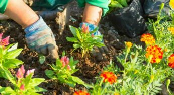 Fiorisce senza sosta e migliora il prato: questa pianta non può mancare nei nostri giardini