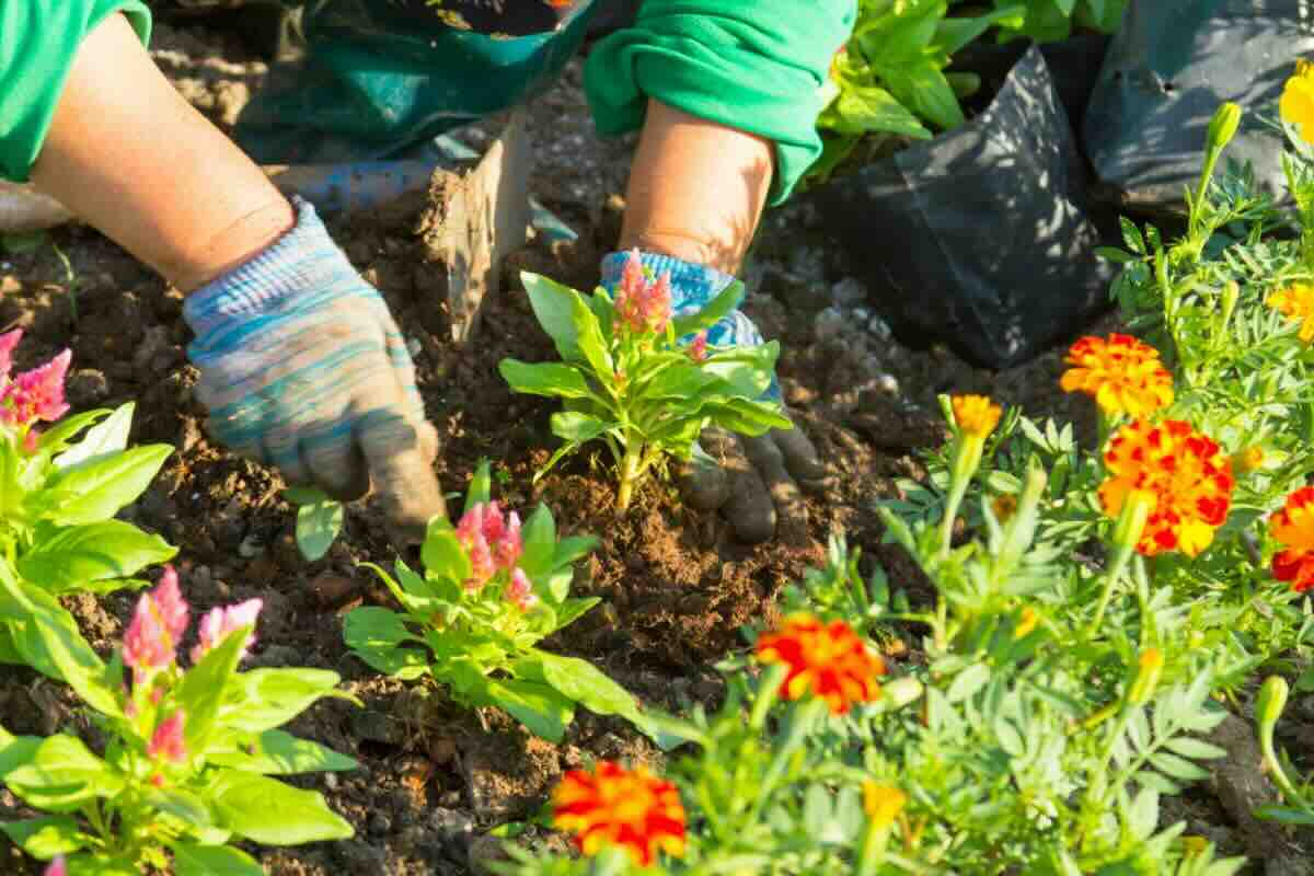 Mani di persona che posizionano piantine nel terreno