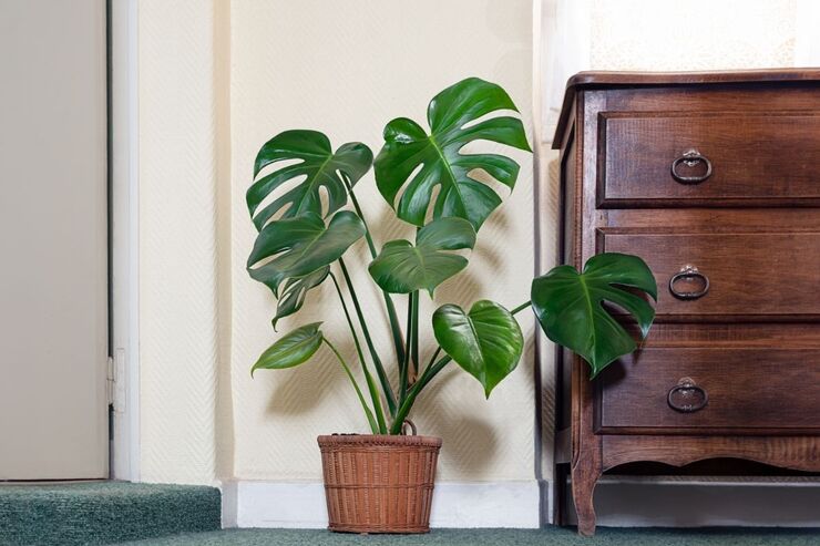 Monstera