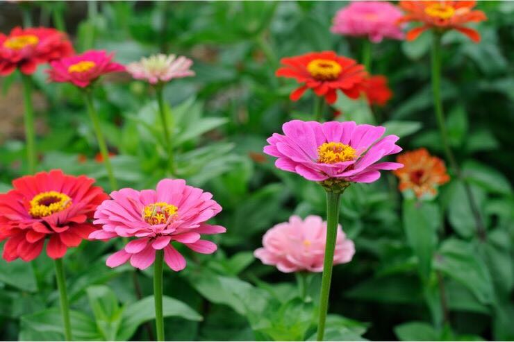 Fiori Zinnia