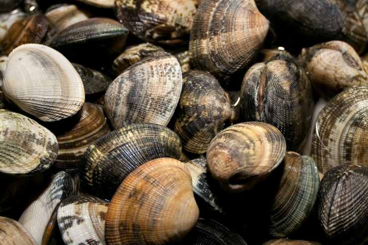 vongole